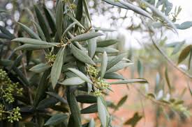 RAMAS DE OLIVO FRESCAS - RECIEN RECOGIDAS - Hojas de olivo comprar, comprar hojas de olivo para bodas,comprar hojas de olivo frescas,comprar hojas de olivo para infusión,donde comprar hojas de olivo,donde venden hojas de olivo,hojas de olivo para el cabello